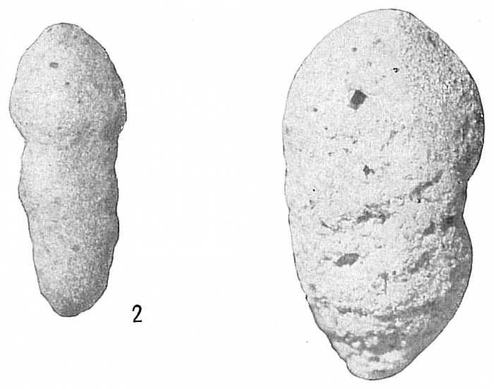 Haplostiche dubia Haplostiche dubia