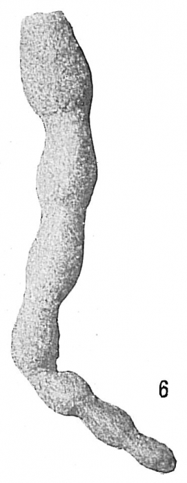 Hormosina carpenteri Hormosina carpenteri