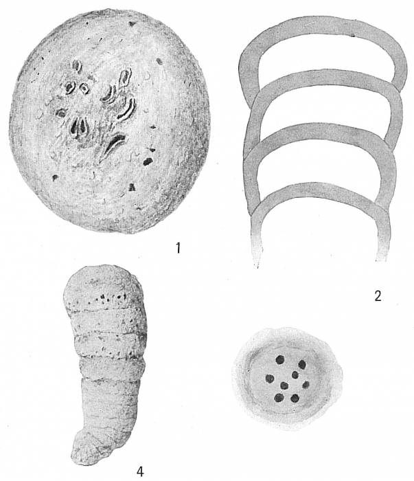 Lituola mexicana