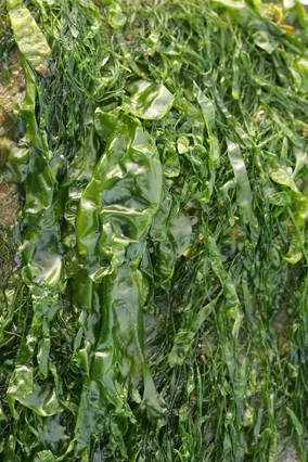 Ulva lactuca Linnaeus, 1753 Ulva lactuca Linnaeus, 1753