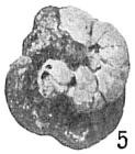Placopsilina cenomana