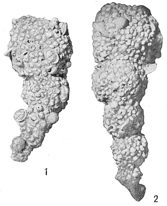 Reophax agglutinatus glomeratus