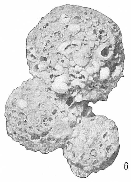 Reophax agglutinatus glomeratus Reophax agglutinatus glomeratus