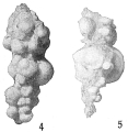 Chromista - Foraminifera (foraminifers)