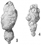 Chromista - Foraminifera (foraminifers)