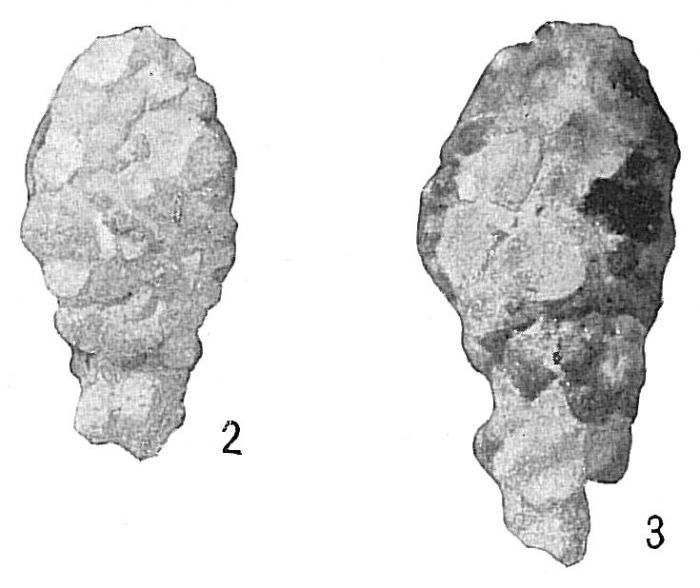 Reophax curtus Reophax curtus