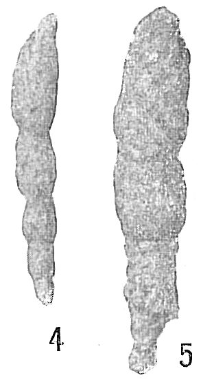 Reophax dentaliniformis Reophax dentaliniformis
