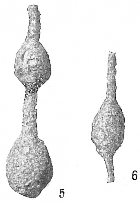 Reophax distans Reophax distans