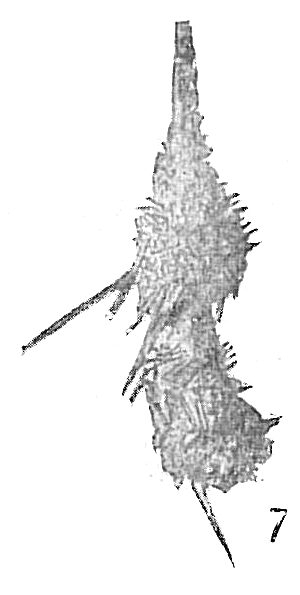 Reophax hispidulus Reophax hispidulus