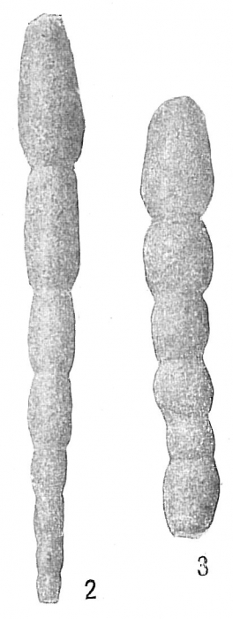 Reophax nodulosus Reophax nodulosus