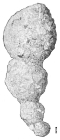 Reophax pilulifer