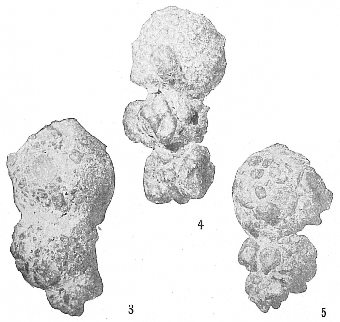 Reophax robustus septentrionalis Reophax robustus septentrionalis