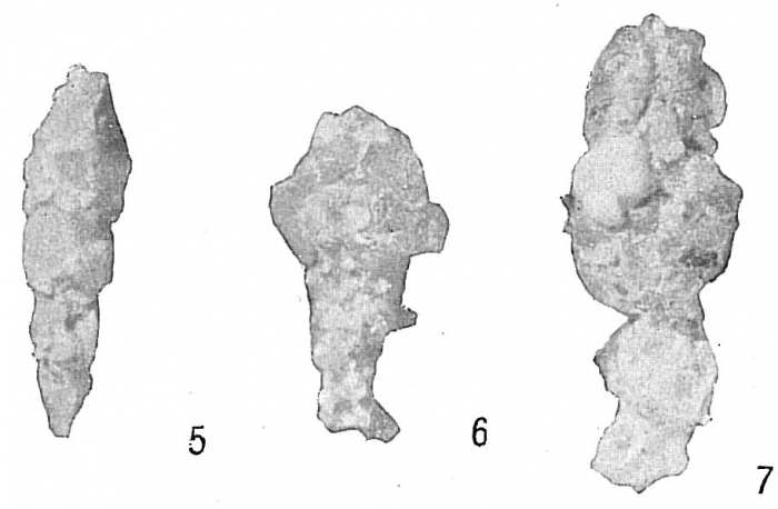 Reophax scorpiurus (figs. 6, 7) + Reophax arayaensis (fig. 5)
