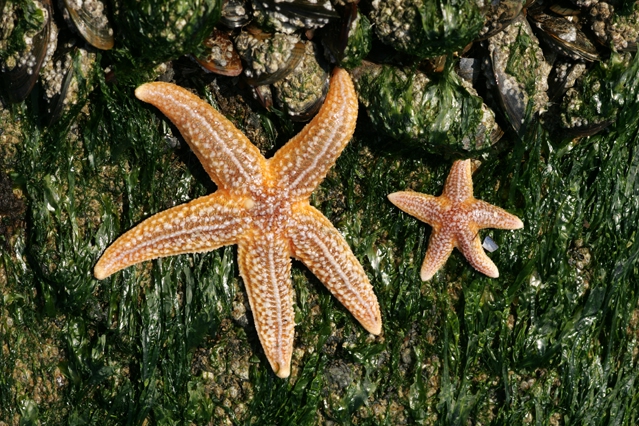 Asterias rubens Linnaeus, 1758 Asterias rubens Linnaeus, 1758