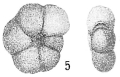 Chromista - Foraminifera (foraminifers)