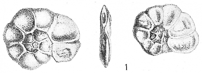 Trochammina inflata macrescens