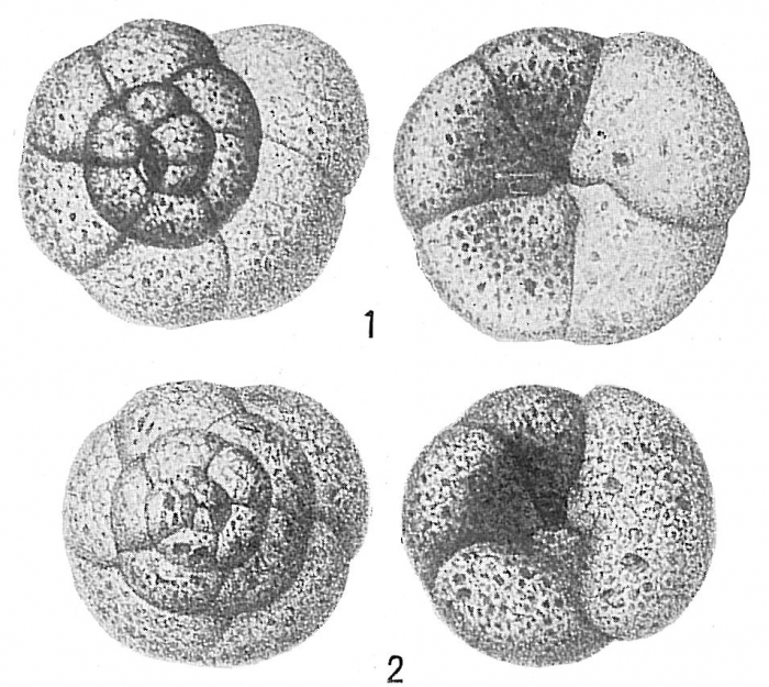 Trochammina rotaliformis