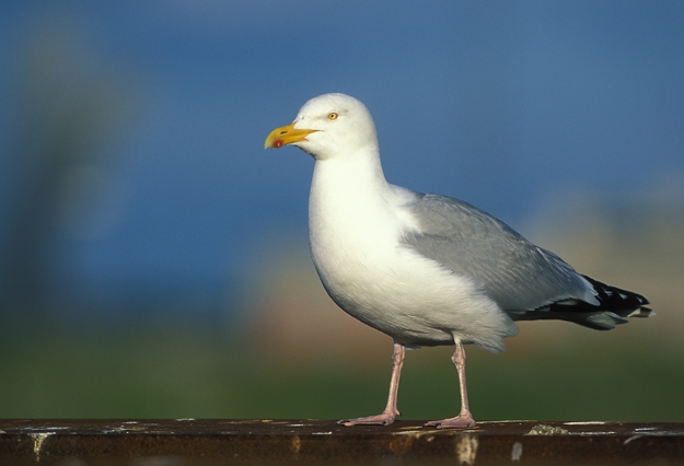 Larus argentatus Pontoppidan, 1763