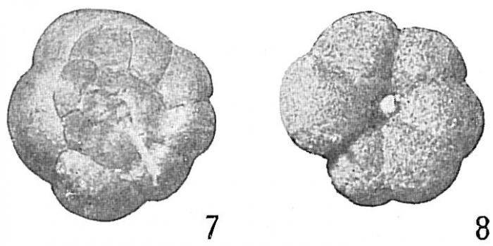 Trochammina subturbinata