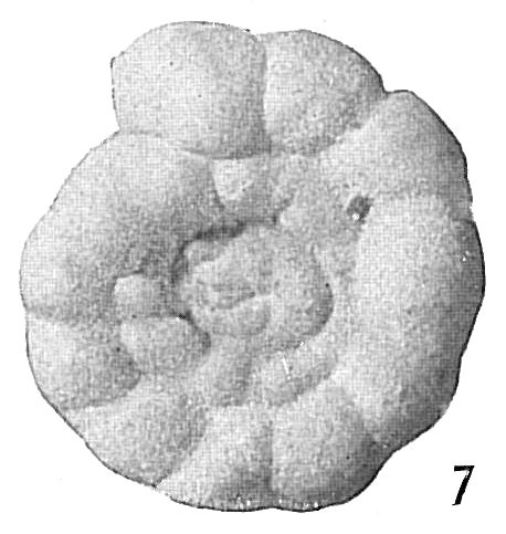 Trochamminoides proteus sensu Cushman, 1920 (after Brady, 1884) not Karrer = T. challengeri (Recent form). Trochamminoides proteus sensu Cushman, 1920 (after Brady, 1884) not Karrer = T. challengeri (Recent form).