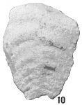 Bigenerina capreolus