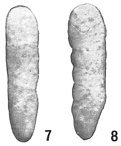 Bigenerina cylindrica Bigenerina cylindrica