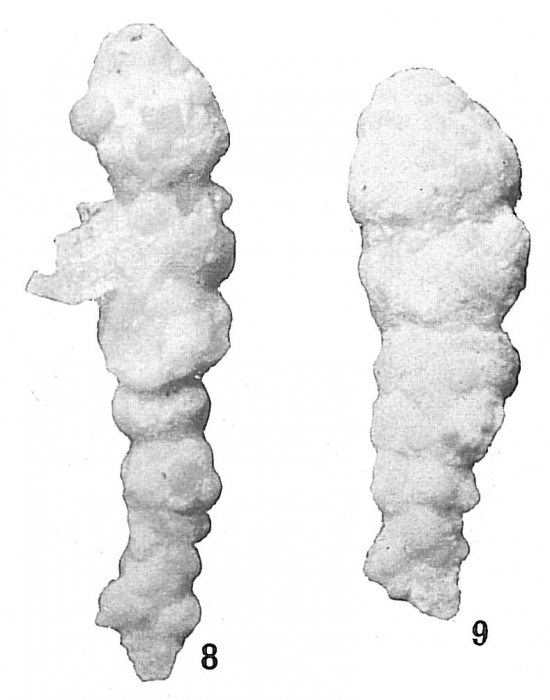 Bigenerina nodosaria var. textularioidea Bigenerina nodosaria var. textularioidea