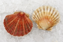 Pecten jacobeus (Linné, 1758) 