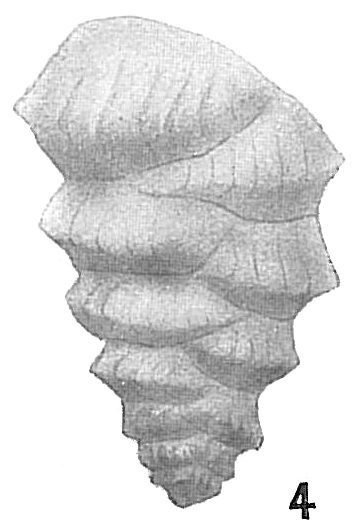 Bolivina pulchella Bolivina pulchella