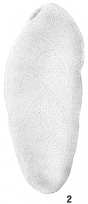 Bolivina quadrilatera Bolivina quadrilatera