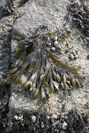 Fucus vesiculosus Linnaeus, 1753