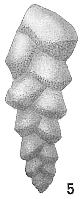 Bolivina subspinescens Bolivina subspinescens