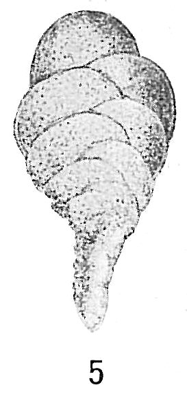 Bolivina tortuosa Bolivina tortuosa