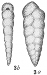 Bolivina variabilis