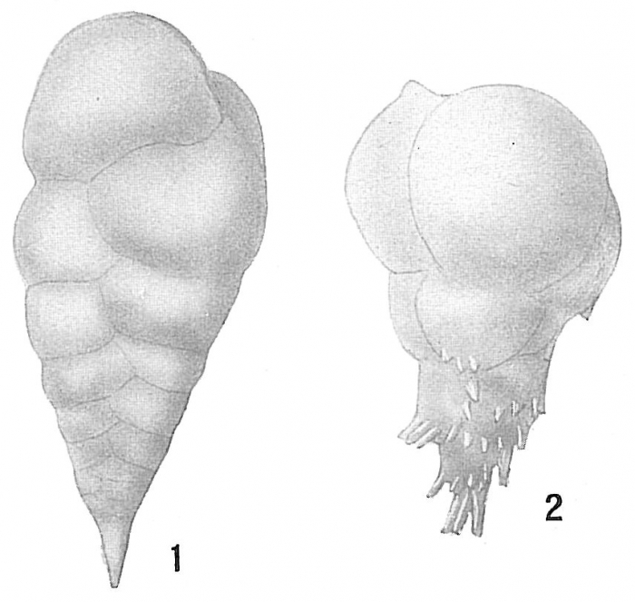 Bulimina aculeata Bulimina aculeata