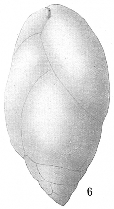 Bulimina affinis