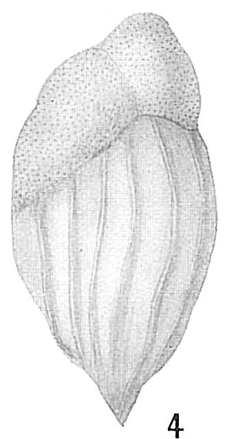 Bulimina buchiana Bulimina buchiana