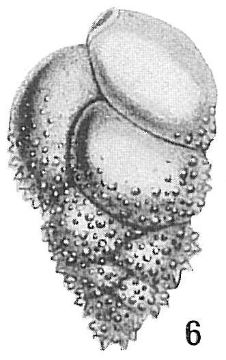 Bulimina echinata Bulimina echinata
