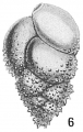 Chromista - Foraminifera (foraminifers)