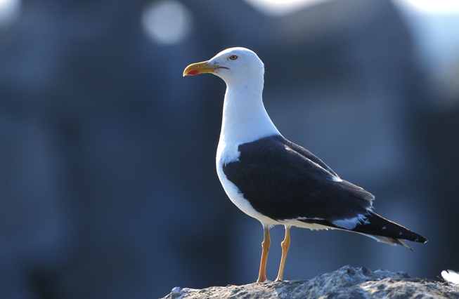 Larus fuscus Linnaeus, 1758 Larus fuscus Linnaeus, 1758