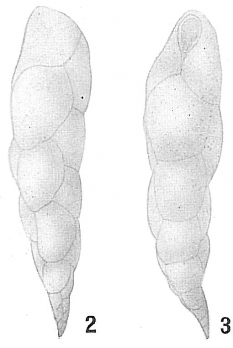 Bulimina elegans var. exilis