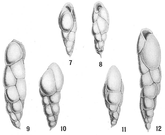 Bulimina elegans var. exilis