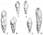 Chromista - Foraminifera (foraminifers)