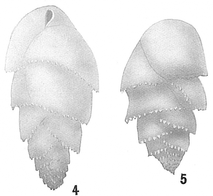 Bulimina marginata Bulimina marginata
