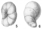 Chromista - Foraminifera (foraminifers)