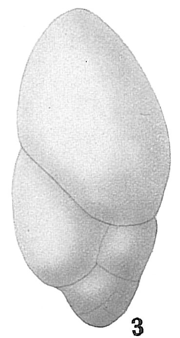 Bulimina ovata Bulimina ovata