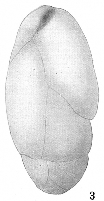 Bulimina pupoides Bulimina pupoides