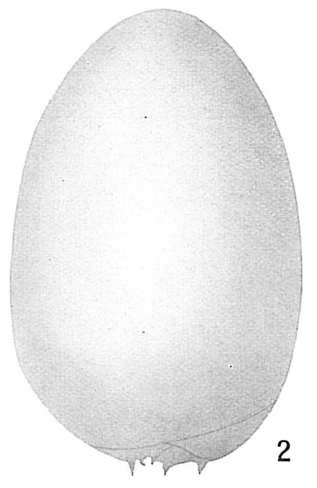 Bulimina pyrula var. spinescens Bulimina pyrula var. spinescens