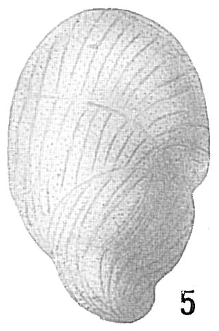 Buliminella elegantissima var. seminuda