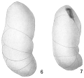 Chromista - Foraminifera (foraminifers)